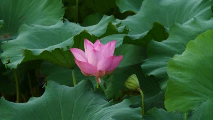 美丽的莲花在风中摇摆，粉红色的花朵，绿叶和芽背景，特写镜头，4k镜头，b卷镜头放大效果。