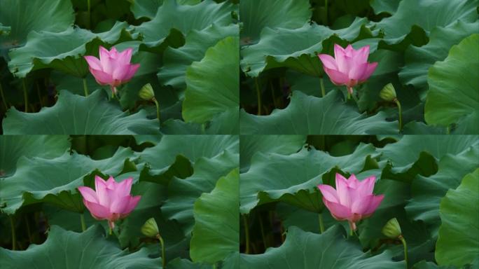 美丽的莲花在风中摇摆，粉红色的花朵，绿叶和芽背景，特写镜头，4k镜头，b卷镜头放大效果。