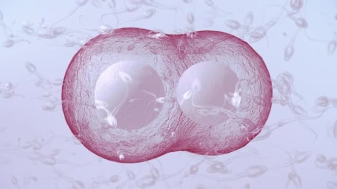 精子和人类卵子细胞分裂精子卵子结合动画视