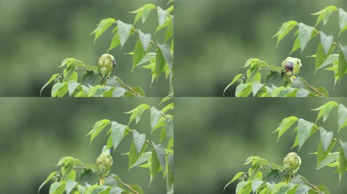 中国本土野生鹦鹉站在细雨中的绿树枝上