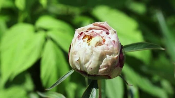 A beautiful pink peony bud in the summer