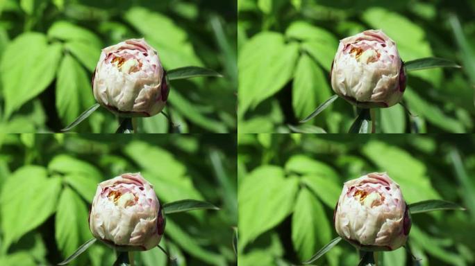 A beautiful pink peony bud in the summer