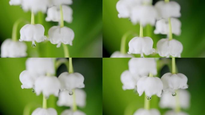 露水的铃兰特写。山谷百合春花盛开。Convallaria majalis。机架聚焦。