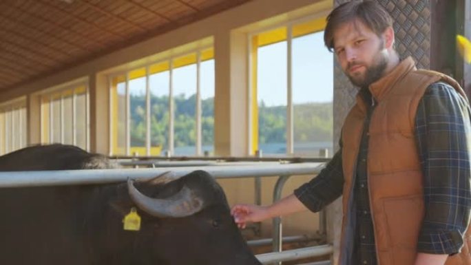 男人农夫穿着衬衫和橙色背心抚摸农舍上的牛。农场主人照顾奶牛。挤奶制造专业概念。