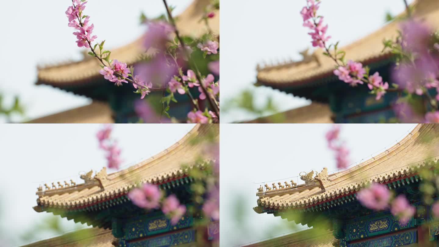 春天北京故宫博物院内绽放的花朵