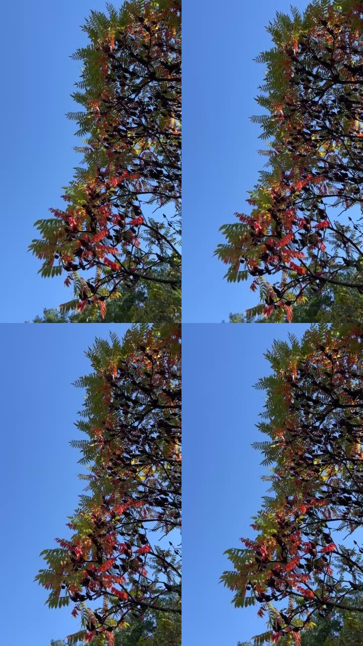 漆树的秋叶在蓝天下。