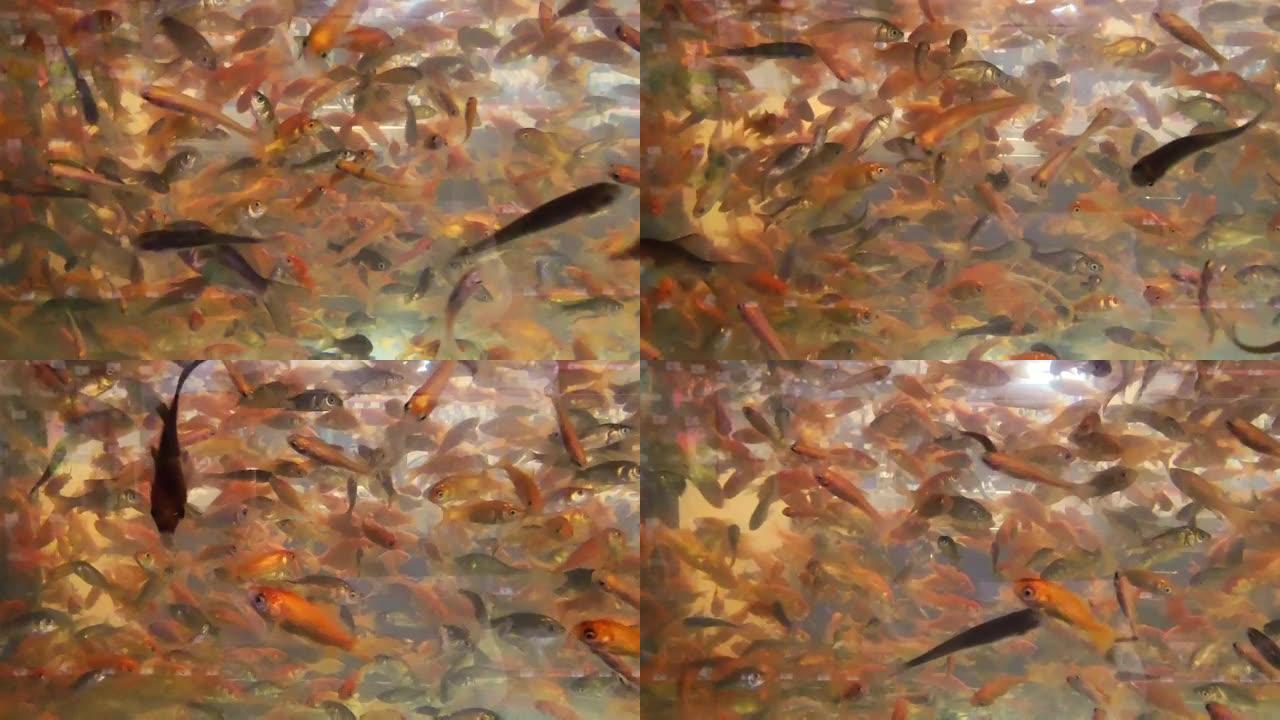 feeder goldfish in the aquarium