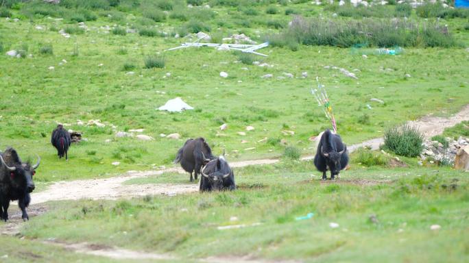 绿色草原 西藏  牦牛合作社 山上牦牛