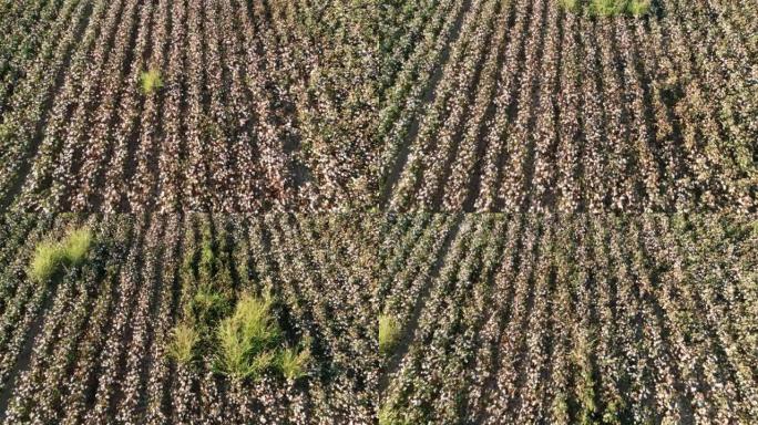 棉花地里
