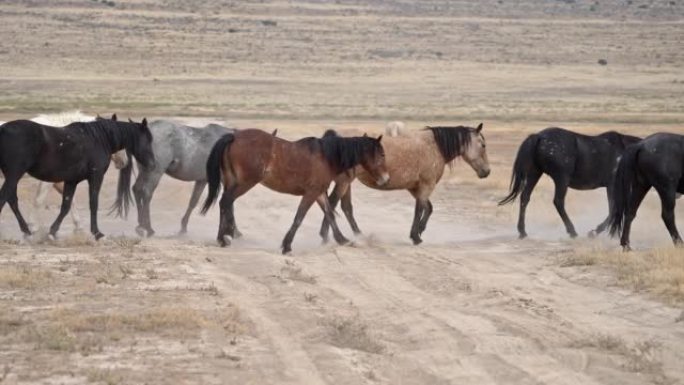 野马牧群漫步在尘土飞扬的犹他州沙漠中