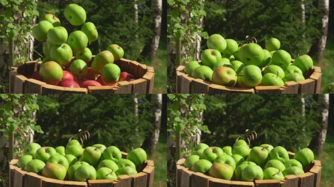 成熟的红色和绿色苹果正在落入户外的木制小苹果中