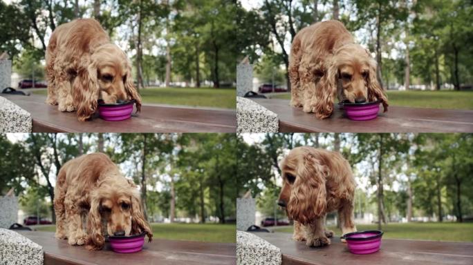口渴的狗在户外玩耍后在碗里喝干净的水。