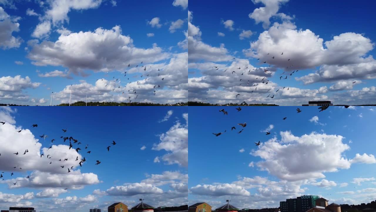 一群鸽子在英国卢顿镇的中心城市一起飞翔