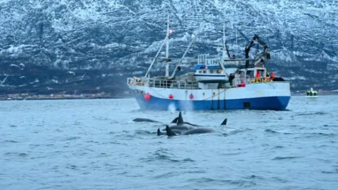虎鲸和渔船虎鲸和渔船