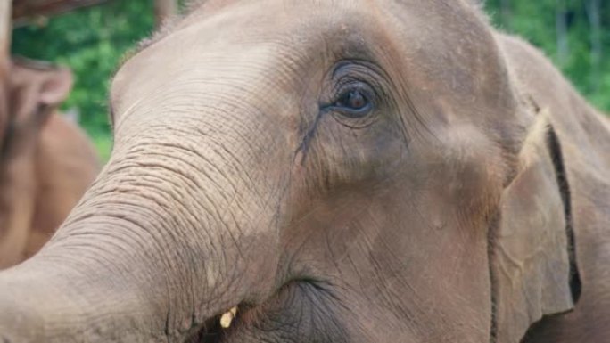 4k电影慢动作野生动物自然镜头，在阳光明媚的日子里，一头大象从泰国清迈山区丛林中间近距离拍摄。