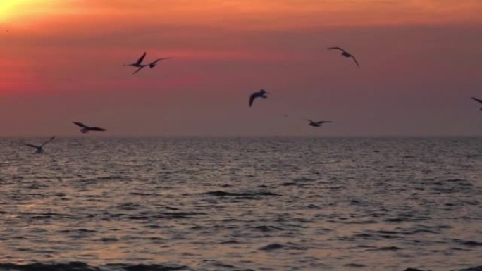 海鸥羊群剪影在海洋中飞翔黄昏日落