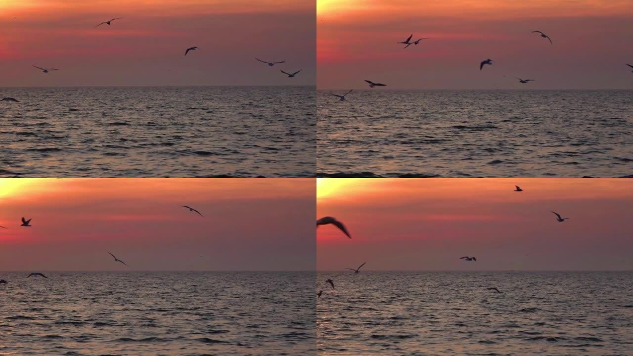 海鸥羊群剪影在海洋中飞翔黄昏日落