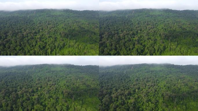 鸟瞰山脉雨林，从上方看森林纹理