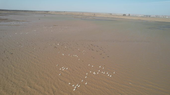 4K实拍天鹅候鸟在黄河湿地嬉戏飞翔