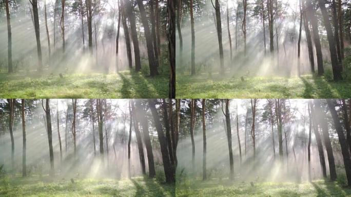 魔法森林中的幻想场景的背景。运动中的彩雾