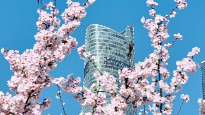 上海城市春天陆家嘴地标上海樱花北上广樱花