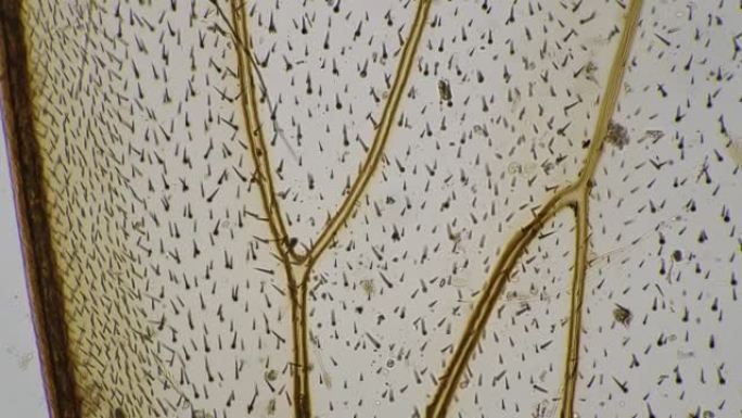 静态拍摄的明场下200x下蜜蜂翅膀的显微镜镜头