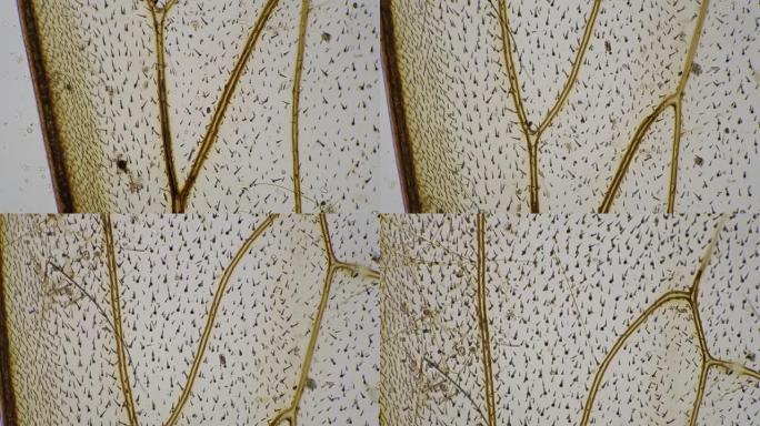 静态拍摄的明场下200x下蜜蜂翅膀的显微镜镜头