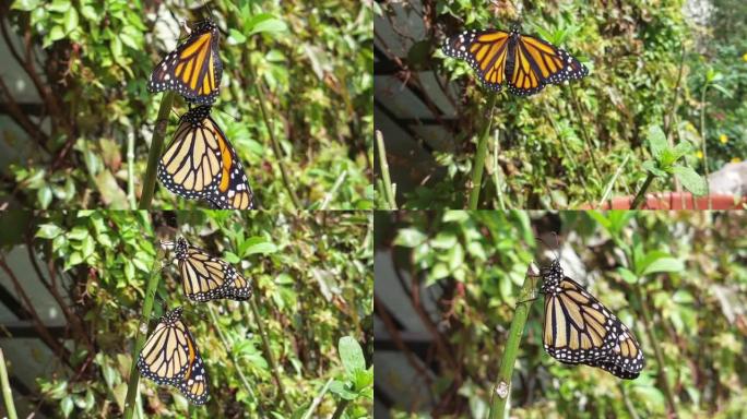 新孵化的帝王蝶干燥翅膀