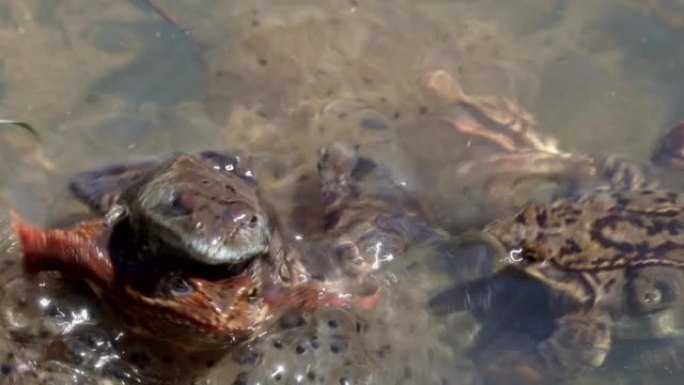普通蛙 (Rana temporaria) 的几个标本，也被称为带有山蛙卵的池塘中的欧洲普通蛙。青蛙