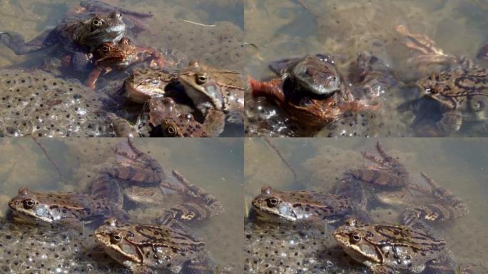 普通蛙 (Rana temporaria) 的几个标本，也被称为带有山蛙卵的池塘中的欧洲普通蛙。青蛙