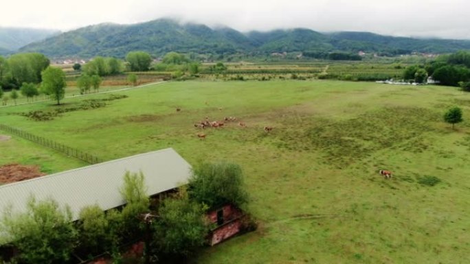 在秋天的草地上放牧的牛和山羊的无人机视图