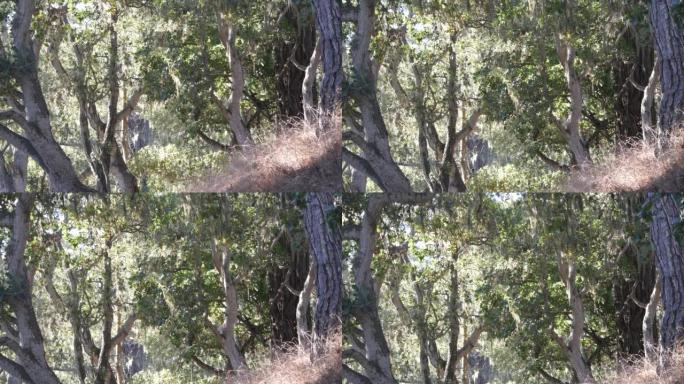 花边地衣苔藓挂，树在森林深处。木头、树林或林地。寄生虫