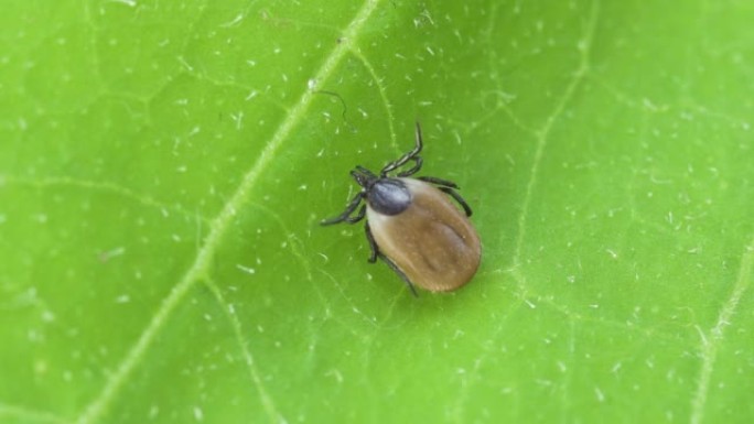 肩胛骨Ixodes tick宏。臃肿的寄生虫喝醉了血，危险的虫螨。脑炎，莱姆病感染。