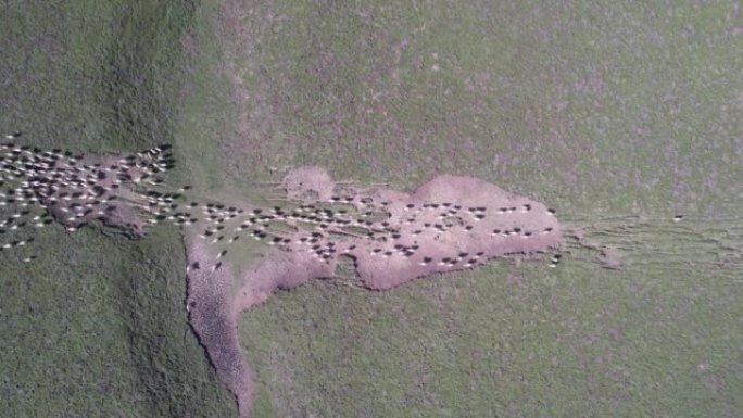 干燥牧场上羊群的空中平移视图