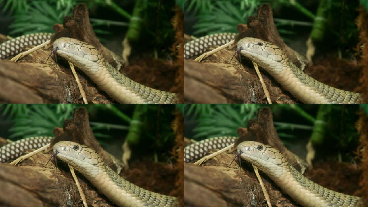 眼镜王蛇具有眨眼效果和舌头运动