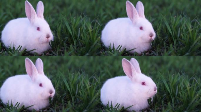小兔子何仁草在夏天代。