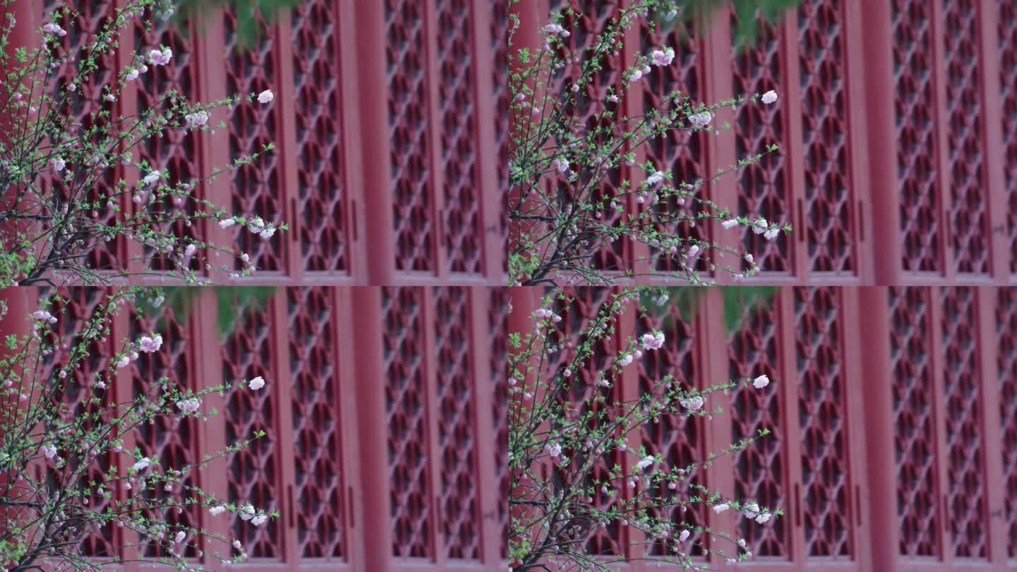 春天北京故宫博物院内绽放的花朵