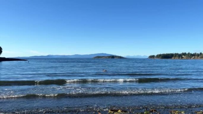 平静的太平洋海滩看起来像温哥华岛上的某种小湖或大海许多小浪平静无风针叶树可见