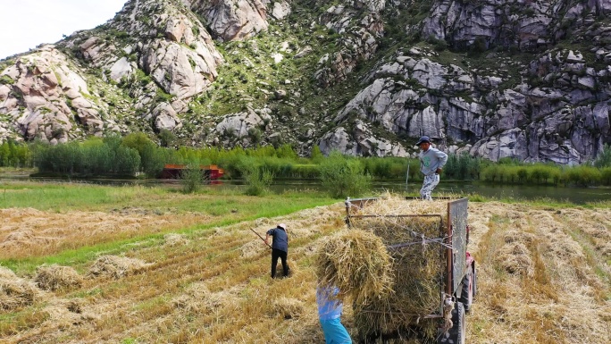 收稻草喂牛 收麦子 打场 碾场 夏粮丰收