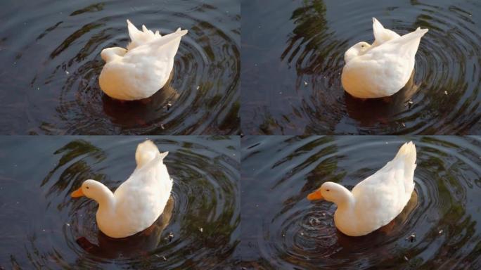 白鸭在湖中喝水并抓挠自己