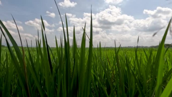 稻田被年轻的水稻植物覆盖的广阔前景