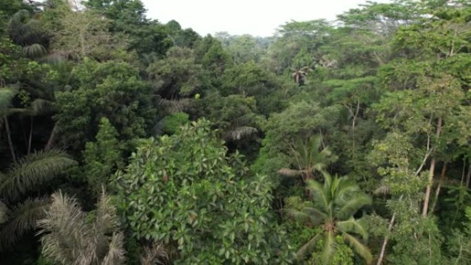 茂密的热带丛林在山沟中生长，空中摄像机在绿色植物中飞行