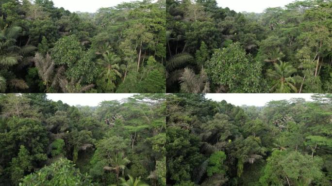 茂密的热带丛林在山沟中生长，空中摄像机在绿色植物中飞行