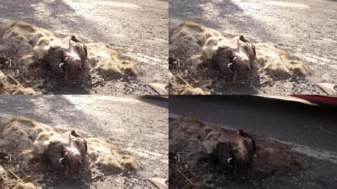 高速公路上的死狗。 这只狗在街上被车撞了 在城里，死了。 城市野生动物。动物被杀了，动物。兽医,奇异