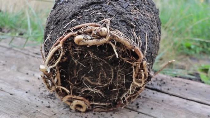 枣椰树的根束缚-凤凰dactylifera特写。在重新灌封过程中