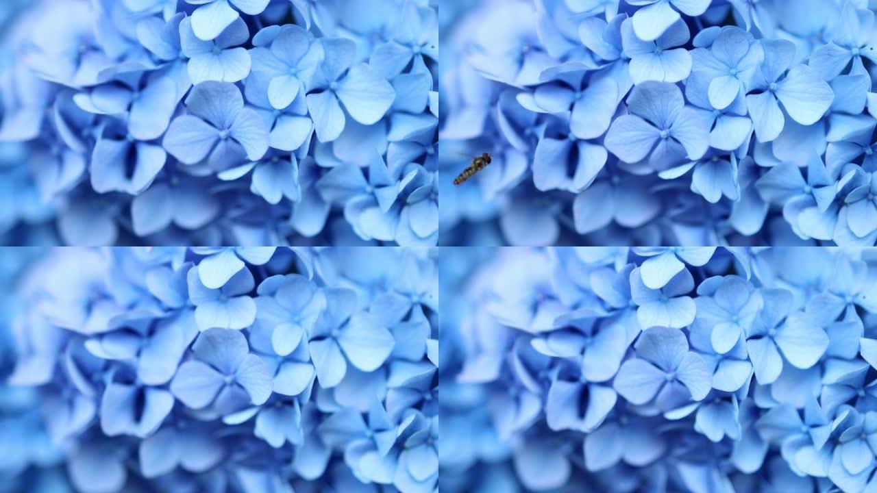 美丽的蓝色绣球花或hortensia花特写。艺术自然背景。春天盛开的花