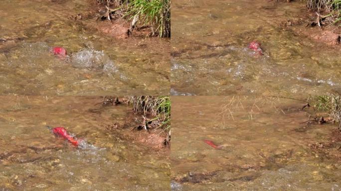 产卵季节，科卡尼鲑鱼在绵羊溪上游游泳