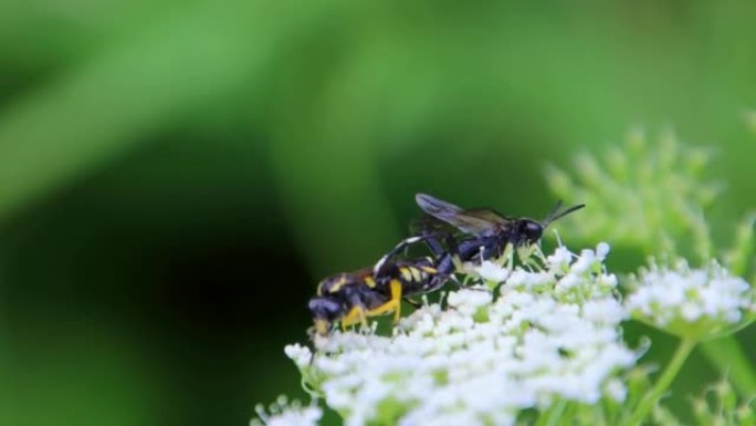 寄生蜂或鱼蝇在黄蜂中产卵，也称为鱼蝇科