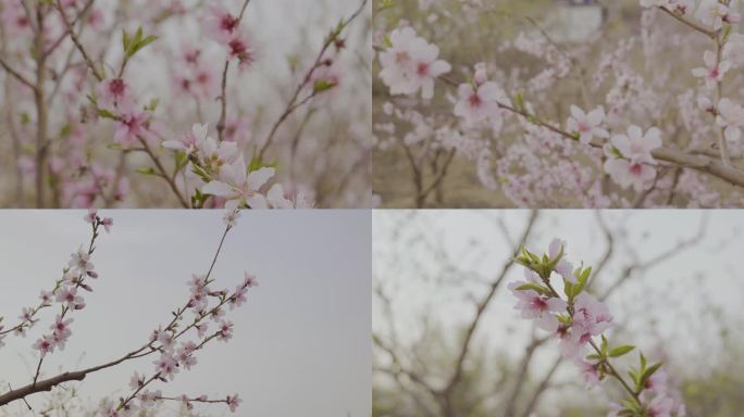 春风吹桃花开4k升格拍摄桃花视频素材