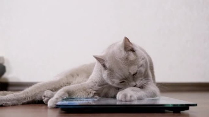 大胖灰猫坐在电子秤上用舌头洗羊毛